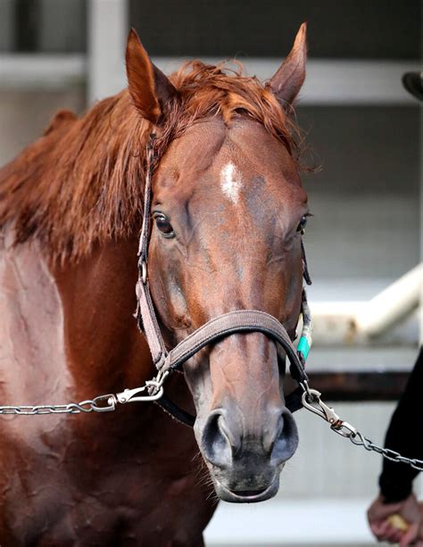 【アイビスsd・浅子の特注馬】ウイングレイテストが夏のスプリント王目指して千直へ 出来は申し分なし ライブドアニュース