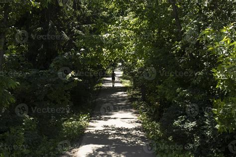 Path in park. Trail through forest. 11172184 Stock Photo at Vecteezy