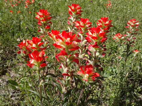 Indian Paintbrush Seeds, 2,500 to 20,000, 2024 Harvest Free Shipping - Etsy