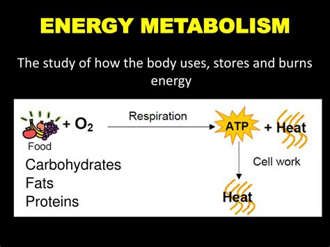 PPT - ENERGY METABOLISM PowerPoint Presentation, free download - ID:6434716