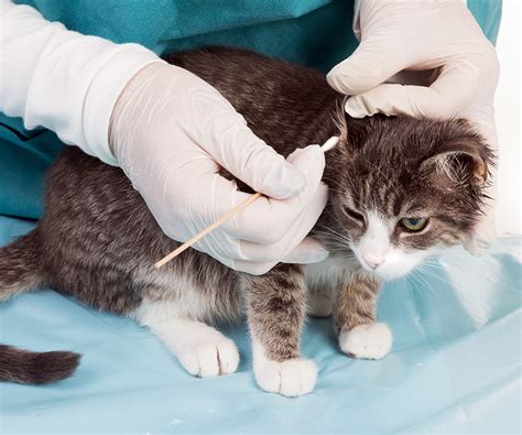 Ear Mites In Cats Causes Symptoms Treatment Atelier Yuwaciaojp