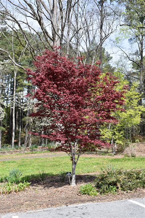 Hefners Red Select Japanese Maple Acer Palmatum Hefners Red Select In Grand Rapids Wyoming