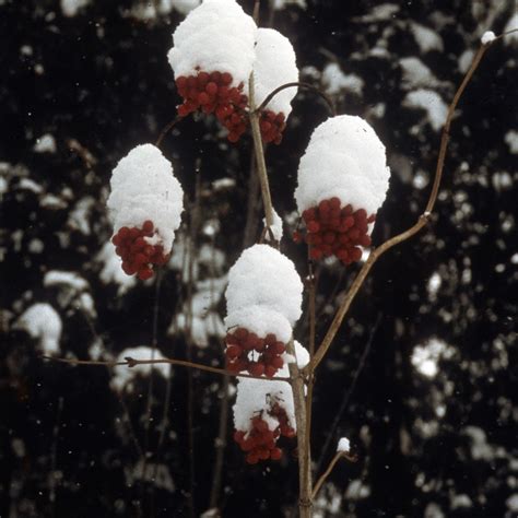 Viburnum trilobum #3 (American Cranberrybush Viburnum) - Scioto Gardens ...