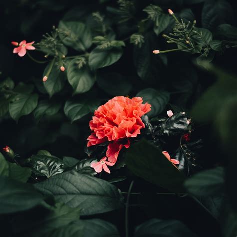 A Photo of a Red Flower on a White Background · Free Stock Photo