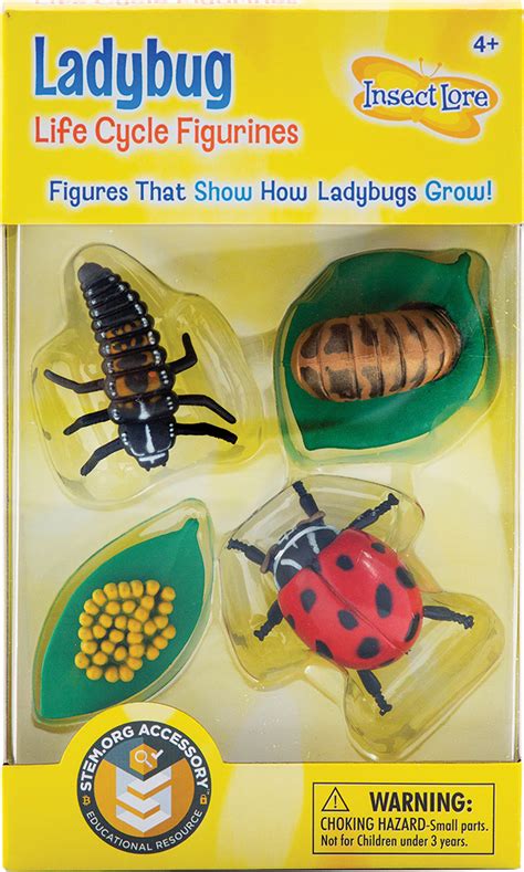 Ladybug Life Cycle Stages - Teaching Toys and Books