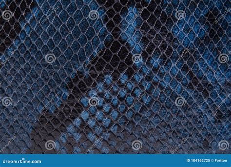 Snake Skin is Blue-black. Snake Skin Background Stock Image - Image of ...