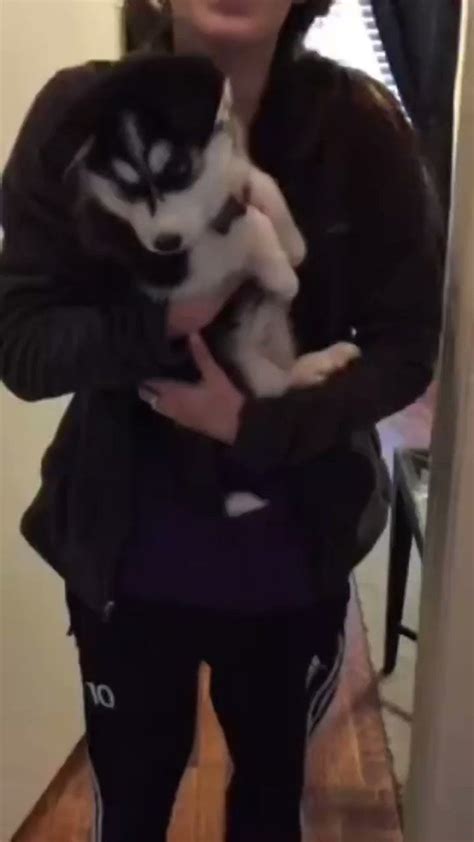 Husky Lover on Twitter: "My puppy is talking so cute 🤣🥰 #husky # ...