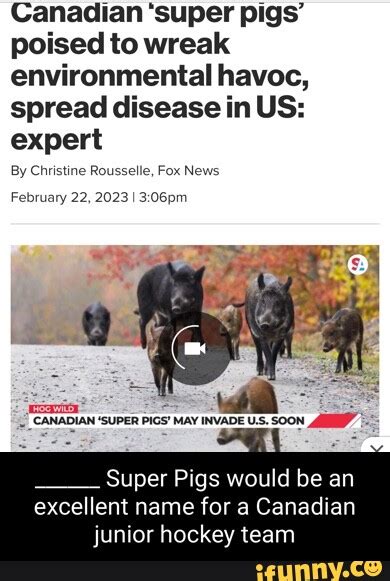 Canadian 'super pigs' poised to wreak environmental havoc, spread disease in US: expert By ...