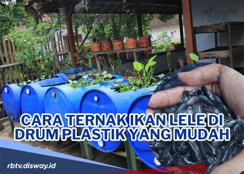 Penting Untuk Pemula Begini Cara Budidaya Ikan Lele Yang Benar Agar