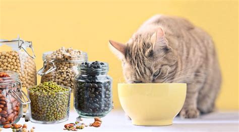 Best High Fiber Cat Foods Love Your Cat