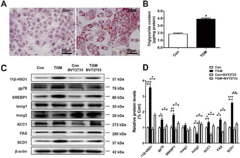 Lipogenesis pathway is activated in primary hepatocytes derived from ...