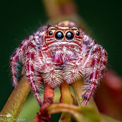 Jumping spider. Photo: Lee Willis. | Pet spider, Spider species ...