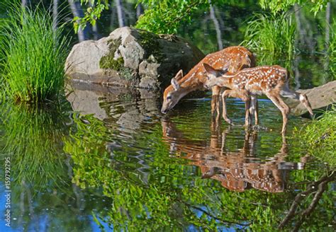 Two Baby Deer Drink Water From A Clear Pond Stock Photo Adobe Stock