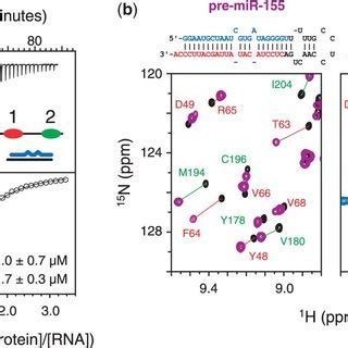 The Small RNA Profile Of Human Platelets A Size Distribution Of