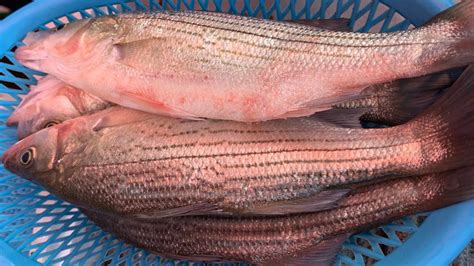 銀花鱸魚腹肉飽滿口感滑順，肉質較其它鱸魚更細緻 溪湖小辣椒 彰化縣溪湖鎮忠溪路467號 海鮮叫賣 Youtube