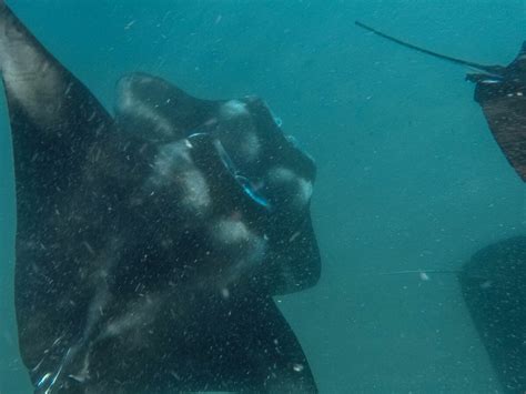 A trip to Hanifaru Bay - The best place to see manta rays Maldives.