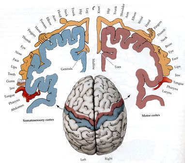 Ch Neuroscience Flashcards Quizlet