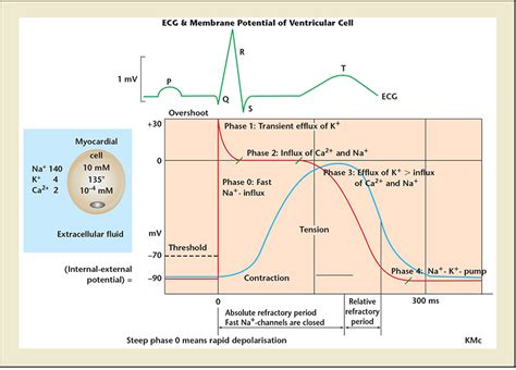 Dr Han Naung Henry Han Electrophysiology And Heart Rhythm Action