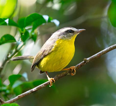 Foto Pula Pula Basileuterus Culicivorus Por Fabyano Costa Wiki Aves