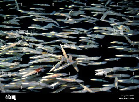 Market Squid Loligo Opalescens Mating California Pacific Ocean Stock