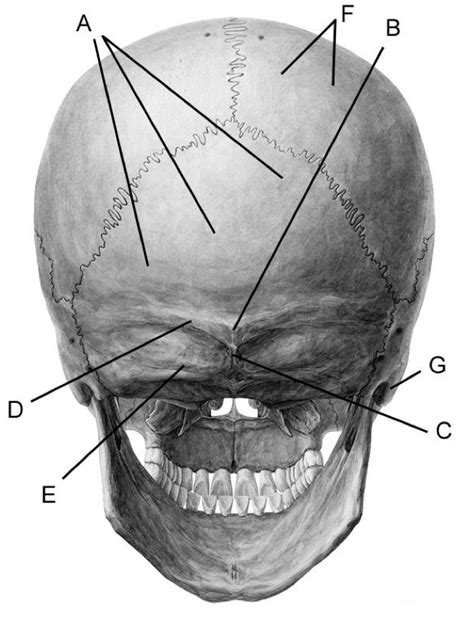 Cranium Posterior View Diagram Quizlet