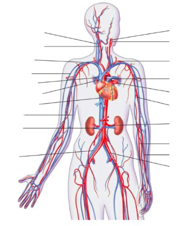 Major Blood Vessels - diagram 1 Diagram | Quizlet