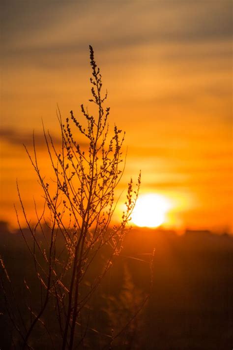 Wallpaper Sunlight Landscape Sunset Nature Reflection Silhouette Branch Sunrise