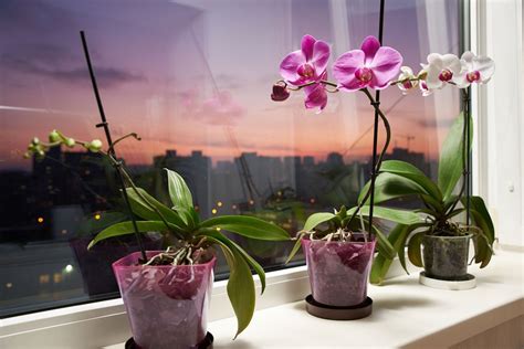 Orchideen Pflege richtig gießen schneiden und umtopfen