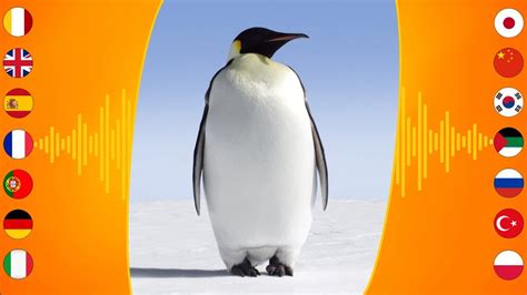 Bird Sounds Emperor Penguin Youtube