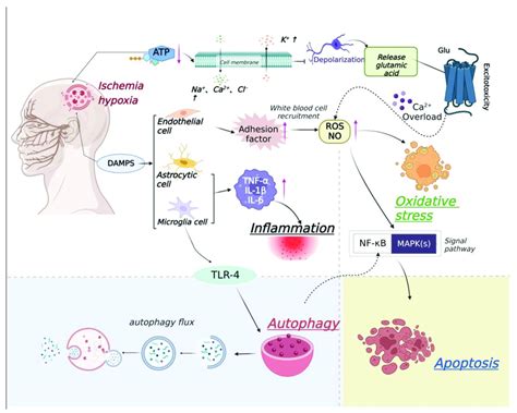 Relationship Between Ischemic Stroke And Apoptosis Inflammation