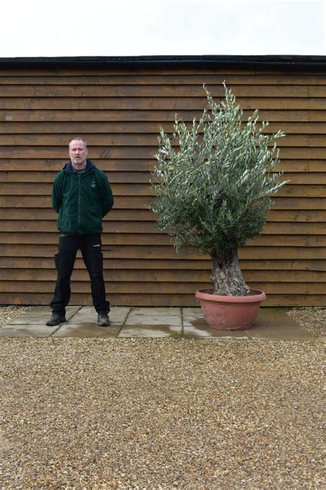 Gnarled Bonsai Olive Tree Olive Grove Oundle