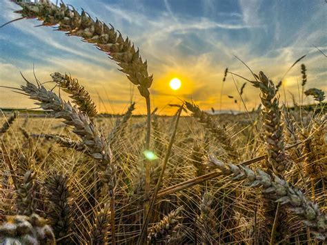 Bumper Wheat Crop Expected In Australia