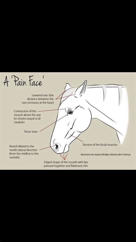 Top 10 horse behavior ideas and inspiration