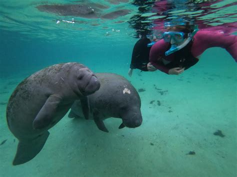 The Manatee Swim Tour - Waterfront Adventures; Swimming with the ...