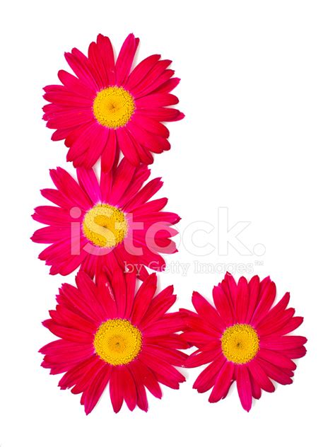 Pink Daisy Border Stock Photos