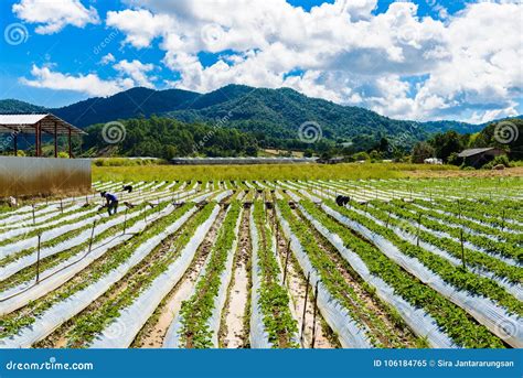 Preparation of Soil for Strawberry Cultivation, Strawberry Field Editorial Image - Image of ...