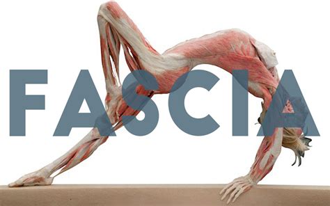 The Importance of Taking Care of Your Fascia | Kasa Chiro