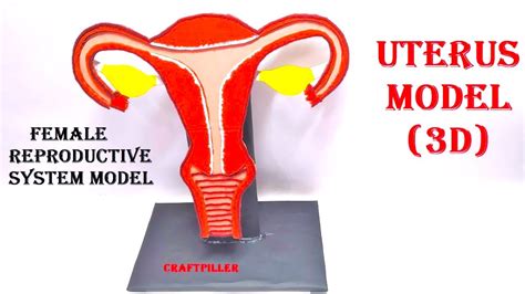 Female Reproductive System Model Making Uterus Model 3d Diy