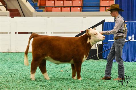 Miniature Herefords Make History 4 Wiley Farm