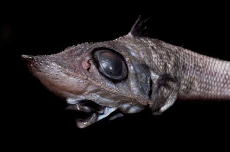 This Benthopelagic Fish Known As The Roughnose Grenadier Trachyrincus