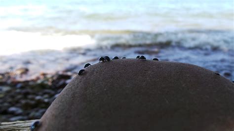 Free Images Beach Sea Coast Water Nature Sand Rock Ocean