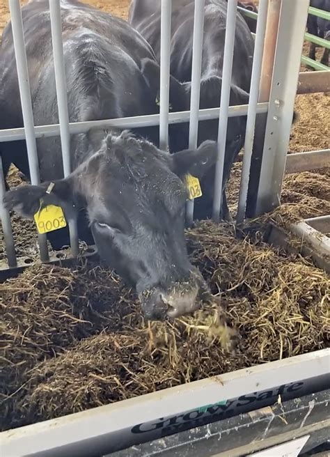 Hydroponic Forages A Potential Resource For Beef Cattle Ag Proud