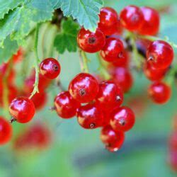 Beeren selber pflücken in und um München Around About Munich