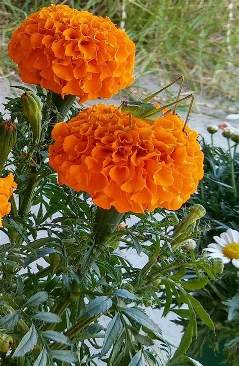 Marigold Flower Benefits Plant Medicinal Uses And Images Artofit