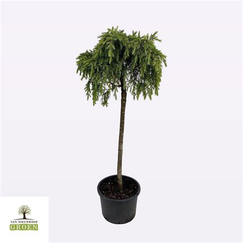 Cedrus Deodara Feelin Blue Plant Wholesale FlorAccess