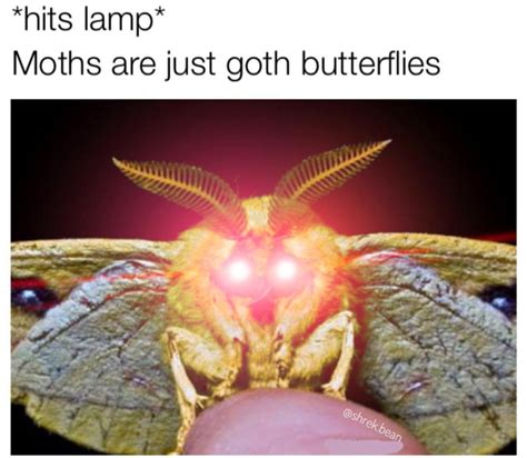 Moth Memes Are Here And They Are Hilarious