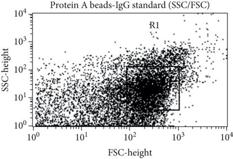 A D Ssc Versus Fsc Dot Plot Of The Immunocomplex Protein A Beads Igg