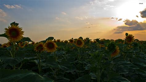 🔥 140 Field Of Sunflowers Wallpapers Wallpapersafari