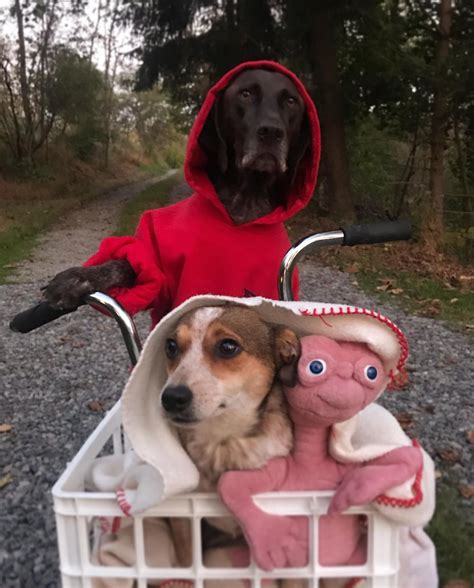 10 Homemade Dog Halloween Costume Ideas | DogTails