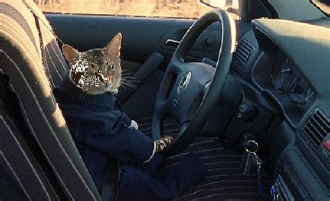 Funny Cats Driving Cars Funny Cat Driving Car Funny Images Fun Cats